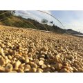 grains de café en train de sécher sous le soleil brésilien