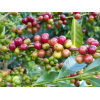 Cerises Yirgacheffe