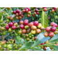 Cerises Yirgacheffe