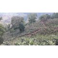 Pieds de caféiers dans la plantation de Don Cheo au Panama