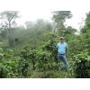 Don Cheo, producteur de notre café Panama